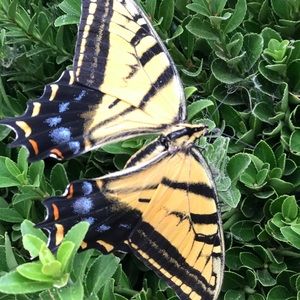 Meet your Posher, Susan